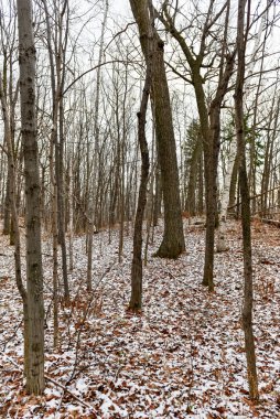 Kış orman manzarası