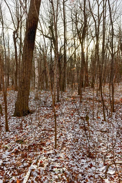 Bosque de invierno paisaje — Foto de Stock