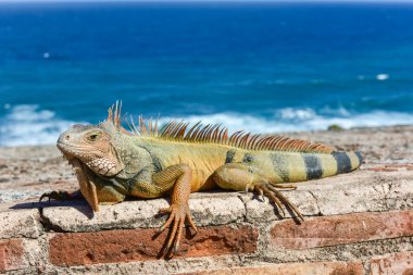 Iguana in El Morro - San Juan, Puerto Rico