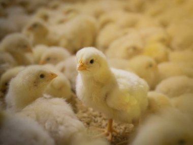Akıllı çiftçilikteki küçük tavuklar. Hayvanlar çiftçilik yaparken sarı ışık altında