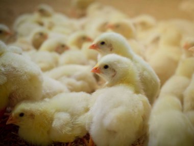 Akıllı çiftçilikteki küçük tavuklar. Hayvanlar çiftçilik yaparken sarı ışık altında