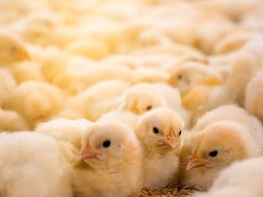 Sarı civcivler çiftliğe yerleşip sarı ışık arka planlı tavuk çiftliği resimleriyle beslenmeye başladılar.