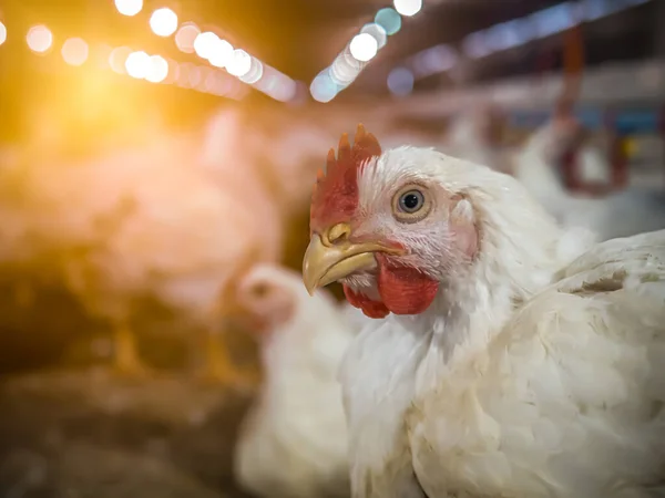 White chicken in smart farming business with yellow light background and copy space