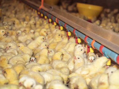 Sarı yavru tavuklarla çiftçilik yapmak, boru hattından sekitif odaklı su içmekti.