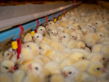 Sarı yavru tavuklarla çiftçilik yapmak, boru hattından sekitif odaklı su içmekti.