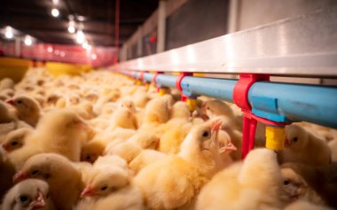 Sarı yavru tavuklarla çiftçilik yapmak, boru hattından sekitif odaklı su içmekti.