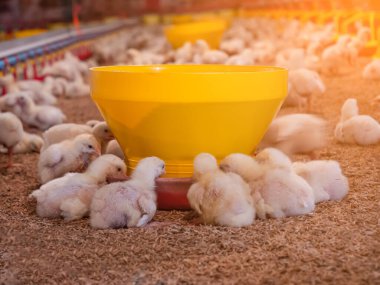 Sarı civcivler yeni kurulan çiftlik işinde yemek yiyorlardı.