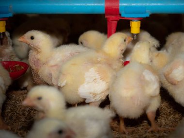 Çiftlikteki yavru tavuklar. Boncuk sarısı tavuklar su tedarik sisteminden su içiyorlardı.