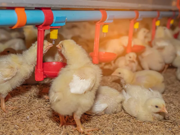 Baby chickens in the business farm. the beby yellow chickens were drinking water from the water supply system