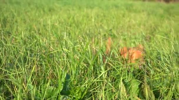 Маленькая Бурая Счастливая Собака Бежит Высокой Траве — стоковое видео