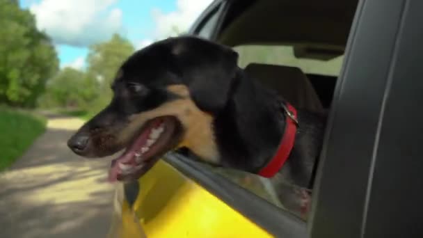 Lykkelig Blandingshund Smiler Med Tunga Hengende Vinduet Hun Stikker Hodet – stockvideo