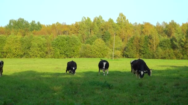 Чорно Білі Корови Пасуться Зеленому Лузі — стокове відео