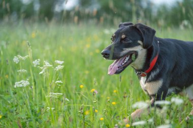 Güneşli bir günde yüksek çimenlerde saklanan siyah melez bir köpek.