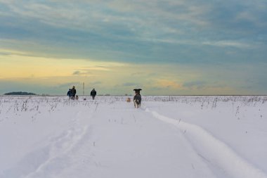 Kar tarlasında kırmızı yakalı siyah köpek yavrusu duruyor ve elinde başka bir köpek olan insanlara bakıyor. Kış köpeği yürüyüşü.
