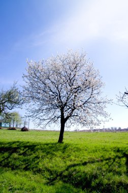 Bahar, bahçede çiçek açan elma ağaçlarının