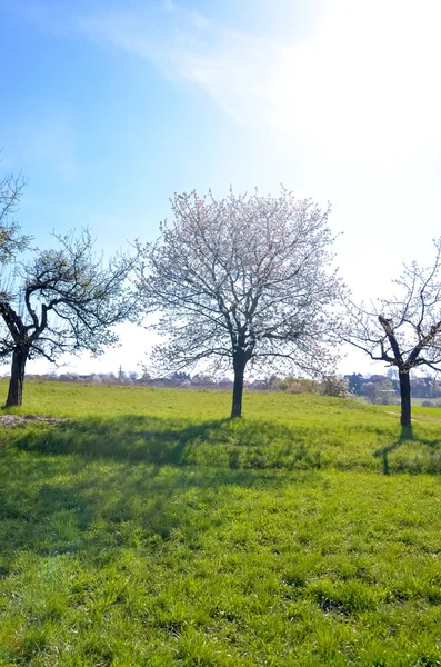 Bloeiende appelbomen in de tuin bij spring — Stockfoto