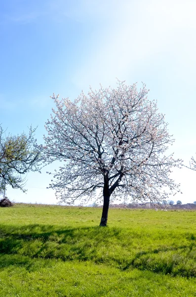 Bloeiende appelbomen in de tuin bij spring — Stockfoto