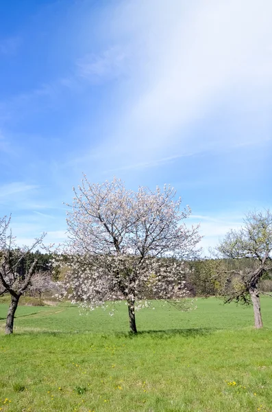 Bloeiende appelbomen in de tuin bij spring — Stockfoto