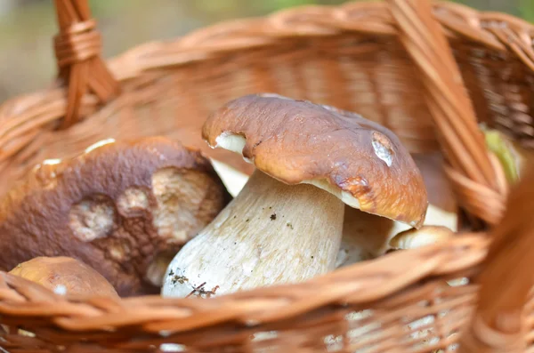 Basket full of different mushrooms isolated on a white background — Stock Photo, Image