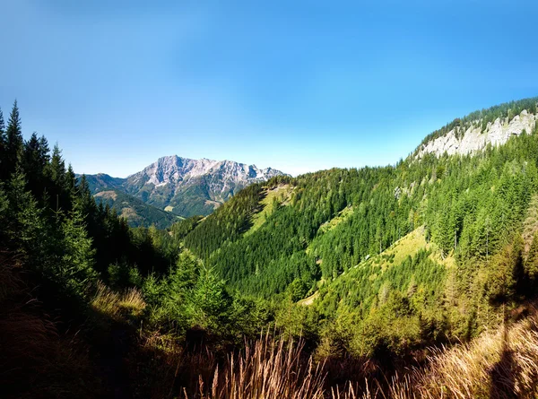 Mountains landscape with forest and hill — Stock Photo, Image