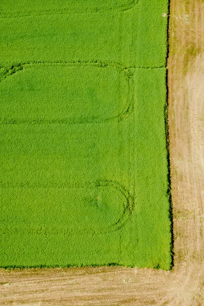 Rural landscape background with plant fields — Stock Photo, Image