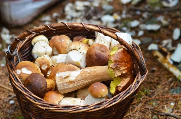 Kosz pełen różnych grzybów na białym tle na biały deseń — Zdjęcie stockowe