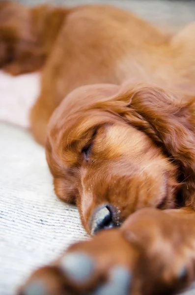 Nyfödd liten hundvalp av Irländsk setter — Stockfoto