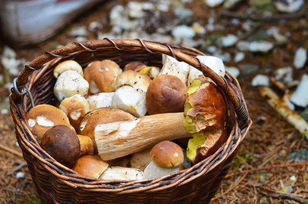 Korg full av olika svampar isolerad på en vit bak — Stockfoto