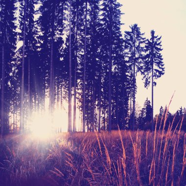 Yolu inautumn orman ile düşmüş instagram etkisi retro vintage filtresiyle yapraklar