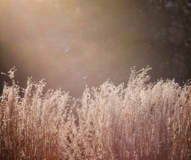 Çim güneşin arka plan ayarlamak önce çiçek