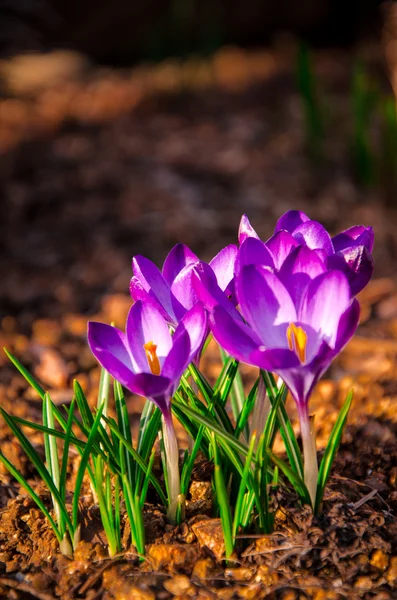 Sok lila crocus virágok tavasszal — Stock Fotó