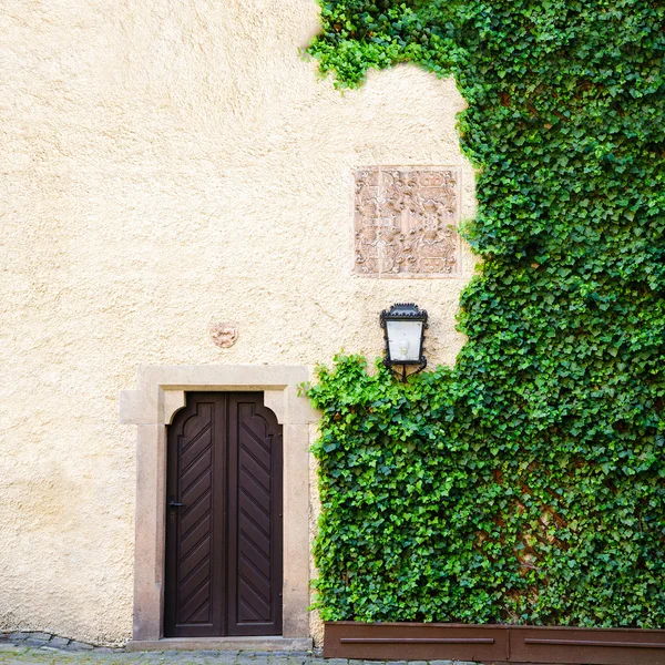 Grön Ivy täcker sidan av väderbitna lada bakgrund med gammal dörr — Stockfoto