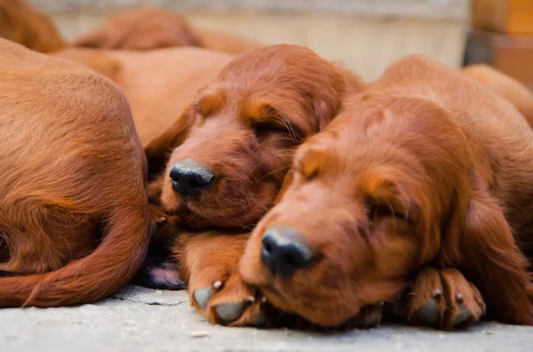 Nyfödd liten hundvalp av Irländsk setter — Stockfoto