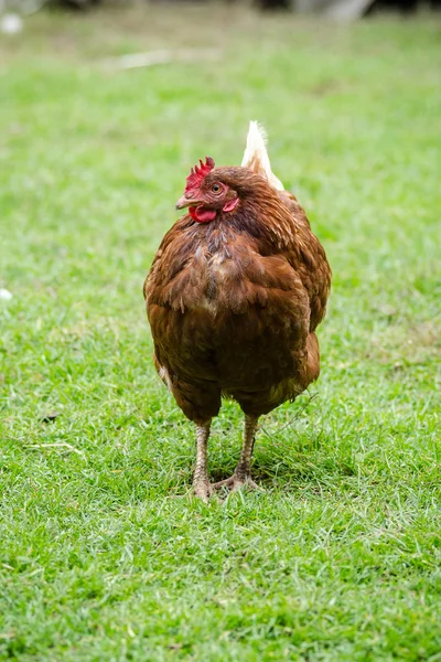 Hen on a yard — Stock Photo, Image