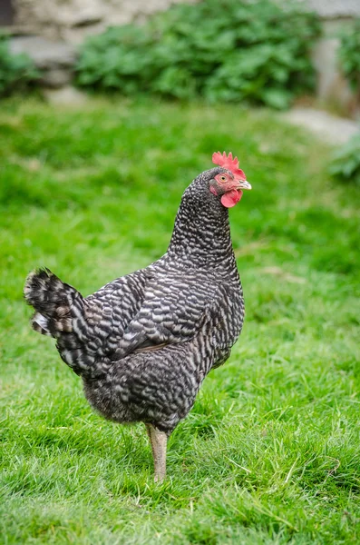 Hen on a yard Royalty Free Stock Photos