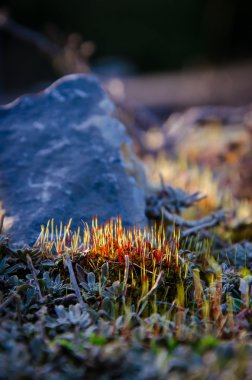 Taşlar, günbatımı ışığı ile ışığa karşı yosun çiçek arka plan