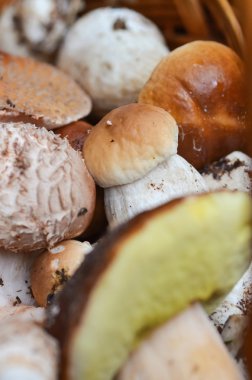 sepet beyaz bir arka plan üzerinde izole farklı mantar dolu 