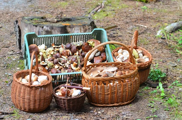 Basket full of different mushrooms isolated on a white background — Stock Photo, Image