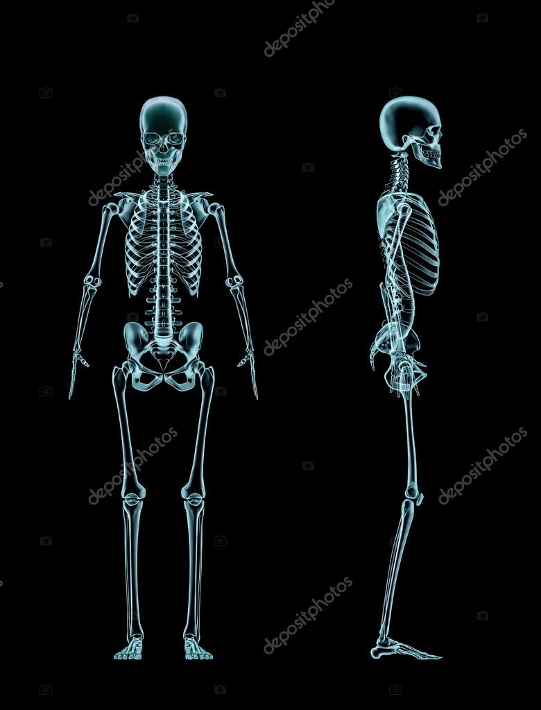 Foto de Xray Ilustração Do Corpo Humano E Esqueleto Feminino e