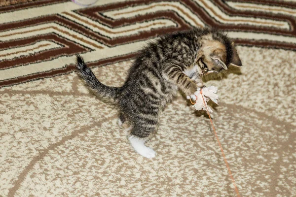 Chaton rayé gris jouant sur fond de tapis brun — Photo