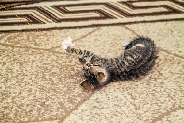 Gris rayas gatito jugando en marrón alfombra fondo — Foto de Stock
