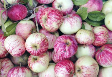 Pek çok kırmızı ve sarı elma arka plan