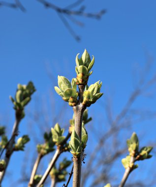 Genç çiçek tomurcukları, leylak