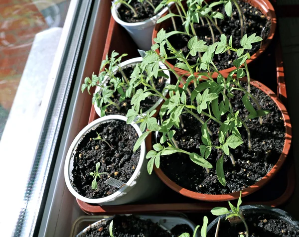 Tomatensetzlinge auf der Fensterbank — Stockfoto