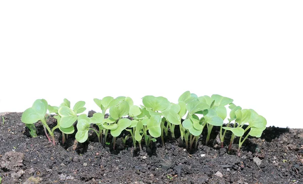 Young seedlings of radishes closeup isolated — Stock Photo, Image