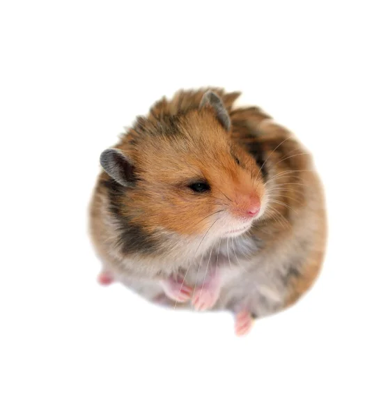 İzole kahverengi Suriye hamster — Stok fotoğraf