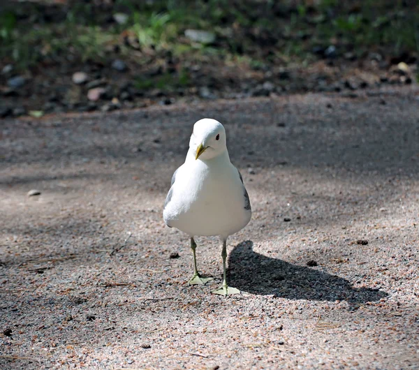 Mediterranean white seagull — Stock Photo, Image