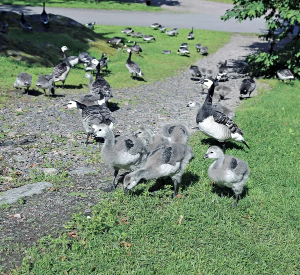 많은 작은 회색 새끼 기러기 가족 — 스톡 사진