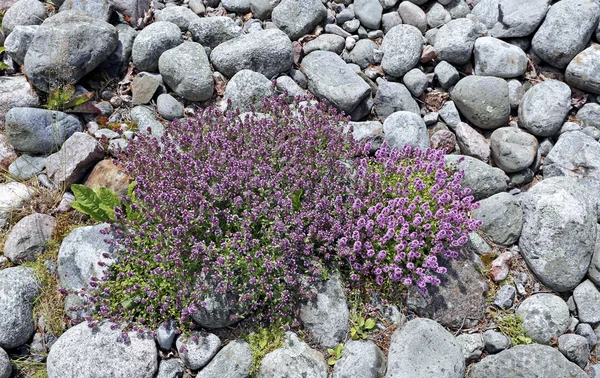 Fiori selvatici tra le pietre — Foto Stock