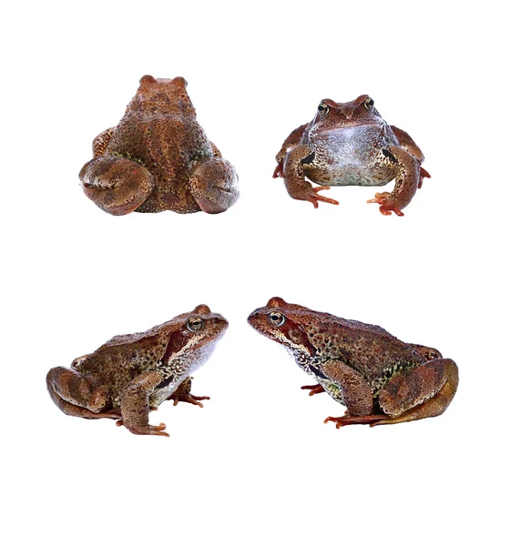 Sapo castanho da frente e das costas isolado — Fotografia de Stock